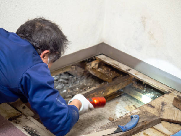 Best Fast Mold Removal  in Bigfoot, TX