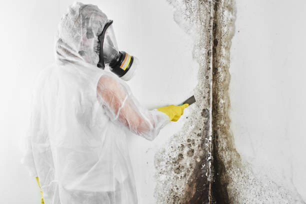 Best Attic Mold Removal  in Bigfoot, TX