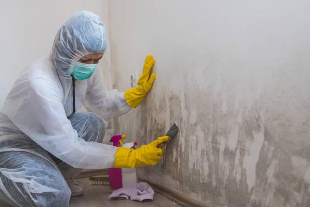 Best Commercial Mold Removal  in Bigfoot, TX