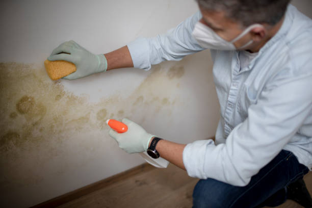 Attic Mold Removal in Bigfoot, TX