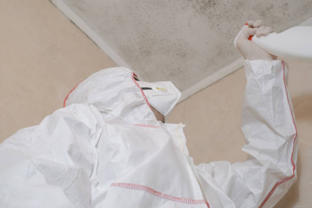 Best Local Mold Removal Service  in Bigfoot, TX