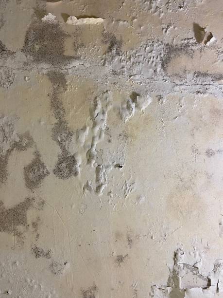 Mold Removal and Inspection in Bigfoot, TX