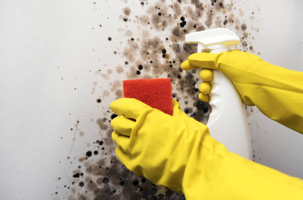 Best Toxic Mold Removal  in Bigfoot, TX