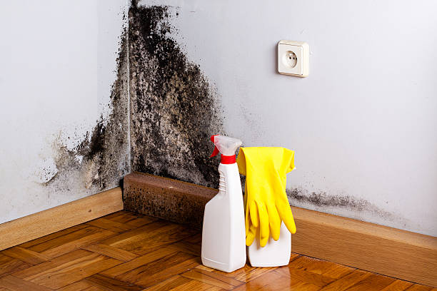Best Mold Removal and Inspection  in Bigfoot, TX