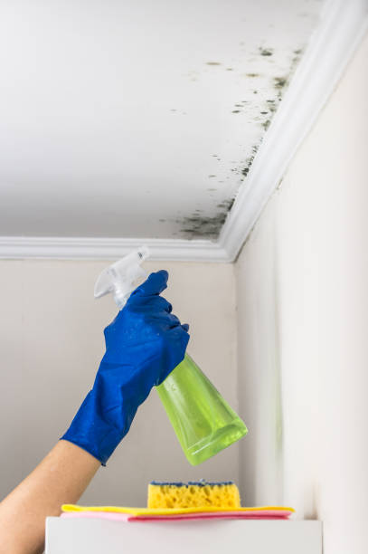 Best Emergency Mold Removal  in Bigfoot, TX
