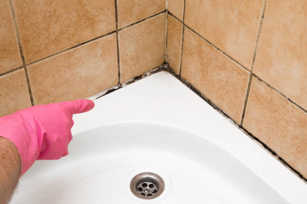 Best Black Mold Removal  in Bigfoot, TX